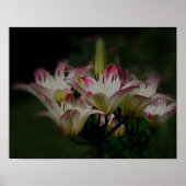 Witte en rode Lily bloemen Poster (Voorkant)