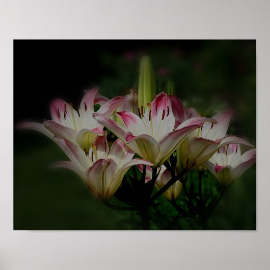 Witte en rode Lily bloemen Poster (Voorkant)