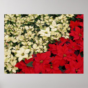 Witte en Rode Poinsettia's I Feestelijke Bloemstuk Poster