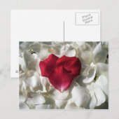 Witte en rode rozenblaadjes Briefkaart (Voorkant / Achterkant)