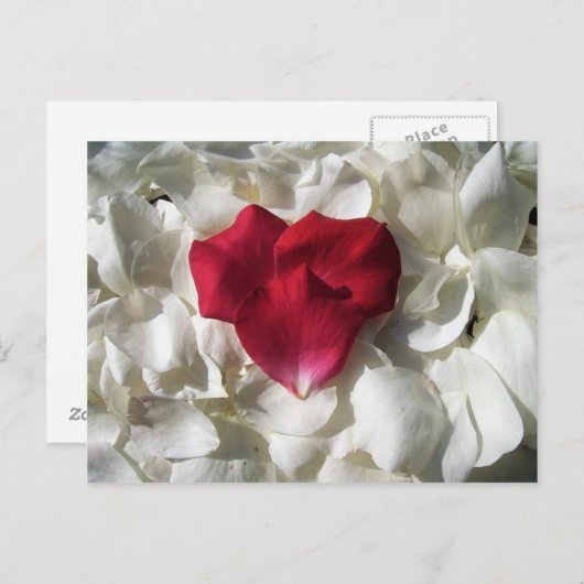 Witte en rode rozenblaadjes Briefkaart (Voorkant / Achterkant)