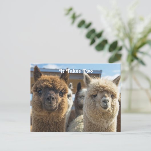 Witte en roodachtige bruine krullende paardenparen briefkaart (Staand voorkant)