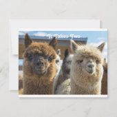 Witte en roodachtige bruine krullende paardenparen kaart (Voorkant)