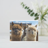 Witte en roodachtige bruine krullende paardenparen kaart (Staand voorkant)