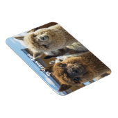 Witte en roodachtige bruine krullende paardenparen magneet (Rechterzijde)