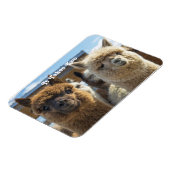 Witte en roodachtige bruine krullende paardenparen magneet (Linkerzijde)