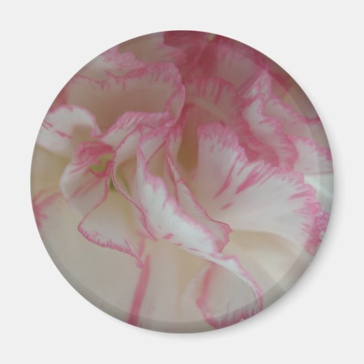 Witte en Roze Anjer Magneet (Voorkant)