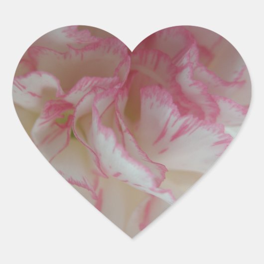 Witte en roze anjers hart sticker (Voorkant)