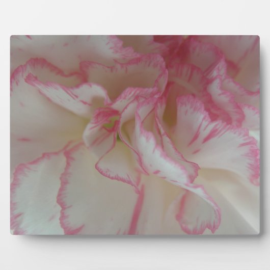 Witte en roze anjnsplek fotoplaat (Voorkant)