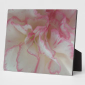 Witte en roze anjnsplek fotoplaat (Zijkant)