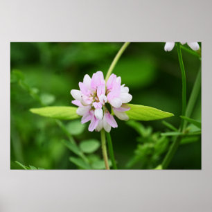 Witte en Roze Bloem Poster