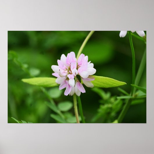 Witte en Roze Bloem Poster (Voorkant)