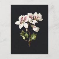 witte en roze bloemen op zwart