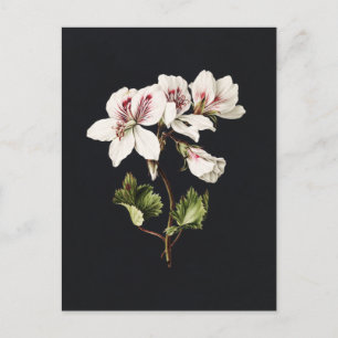 witte en roze bloemen op zwart briefkaart