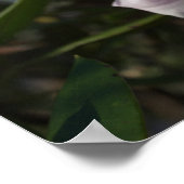 Witte en roze bloemen Poster (Hoek)