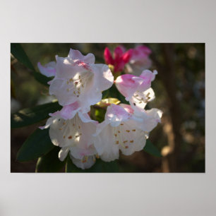Witte en roze bloemen Poster