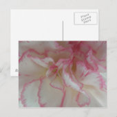 Witte en roze Briefkaart (Voorkant / Achterkant)