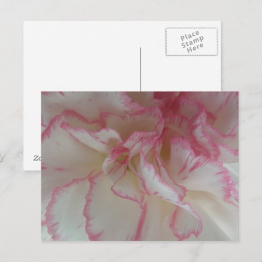 Witte en roze Briefkaart (Voorkant / Achterkant)