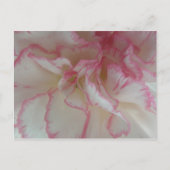 Witte en roze Briefkaart (Voorkant)