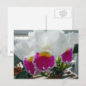 Witte en roze gelaagde iris briefkaart (Voorkant / Achterkant)