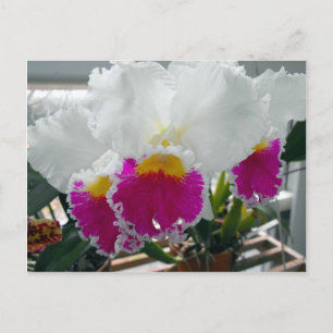 Witte en roze gelaagde iris briefkaart