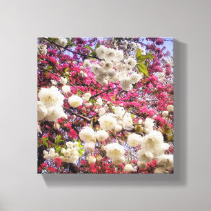 Witte en roze lentesbloesem in Wales Canvas Afdruk