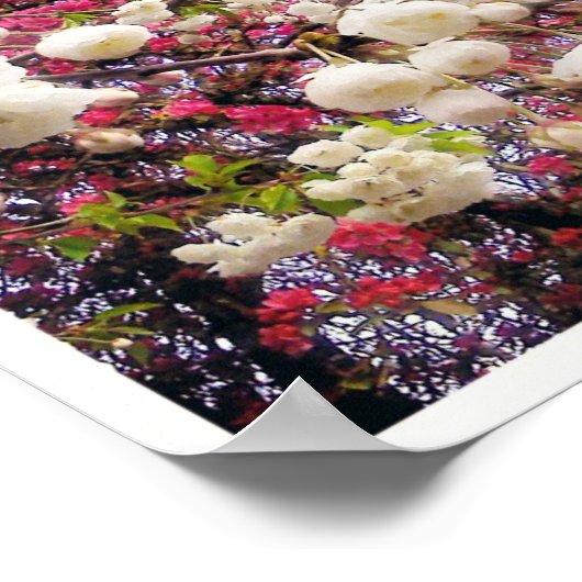 Witte en roze lentesbloesem in Wales Poster (Hoek)