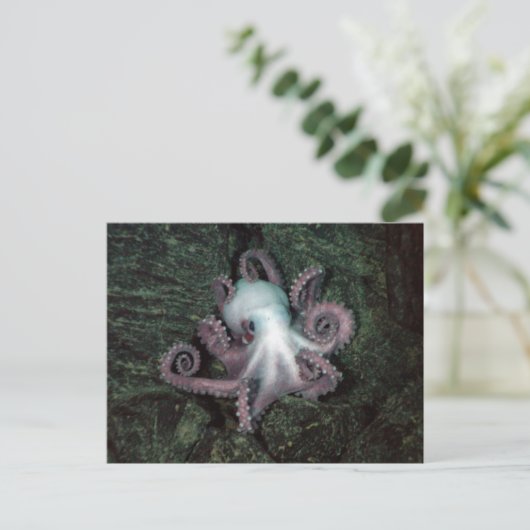 Witte en roze octopus briefkaart (Staand voorkant)