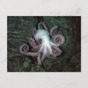 Witte en roze octopus briefkaart