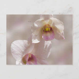 Witte en roze orchidee bloem op onscherpe achtergr briefkaart
