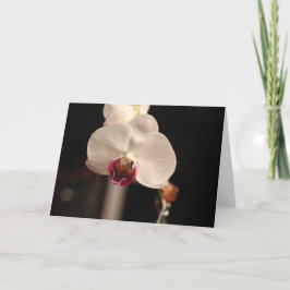 Witte en Roze Orchidee "Gelukkige Verjaardag!" gro Kaart