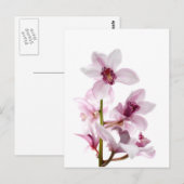 Witte en roze orchideeën briefkaart (Voorkant / Achterkant)