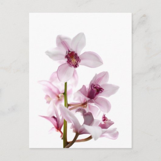 Witte en roze orchideeën briefkaart (Voorkant)