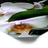 Witte en Roze Orchideeën Poster (Hoek)