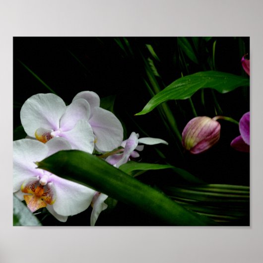 Witte en Roze Orchideeën Poster (Voorkant)
