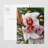 Witte en Roze Phalaenopsis Orchid Briefkaart (Voorkant / Achterkant)