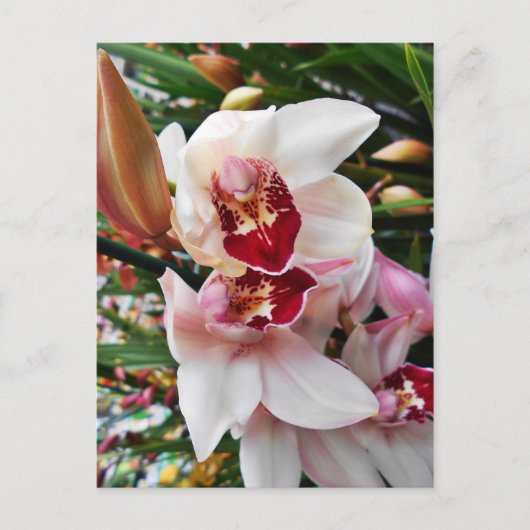 Witte en Roze Phalaenopsis Orchid Briefkaart (Voorkant)