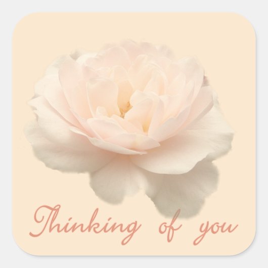 Witte en roze roos vierkante sticker (Voorkant)