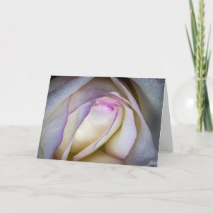 Witte en roze roze met dew kaart