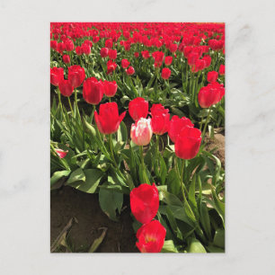 Witte en roze Tulp in een rood Tulp-veld, Oregon Briefkaart
