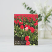 Witte en roze Tulp in een rood Tulp-veld, Oregon P Briefkaart (Staand voorkant)