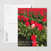 Witte en roze Tulp in een rood Tulp-veld, Oregon P Briefkaart (Voorkant / Achterkant)