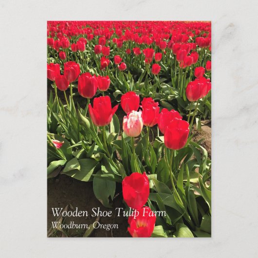 Witte en roze Tulp in een rood Tulp-veld, Oregon P Briefkaart (Voorkant)