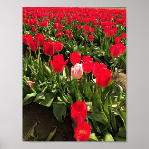Witte en roze Tulp in een rood Tulp-veld, Oregon Poster