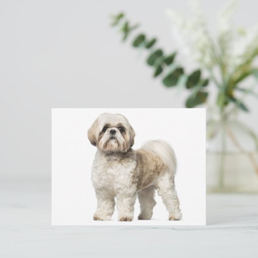 Witte en Tan Shih Tzu puppy hond Briefkaart (Staand voorkant)