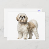 Witte en Tan Shih Tzu puppy hond Briefkaart (Voorkant / Achterkant)