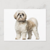 Witte en Tan Shih Tzu puppy hond Briefkaart (Voorkant)