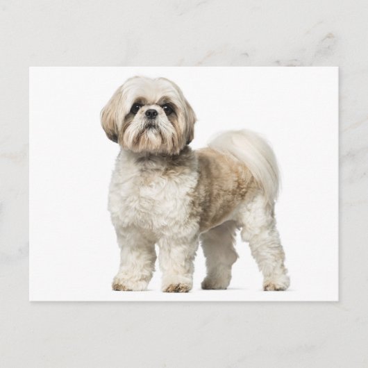 Witte en Tan Shih Tzu puppy hond Briefkaart (Voorkant)