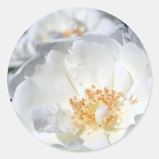 Witte en witte rozen Sticker