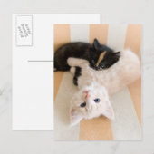 Witte en zwarte Kittens Briefkaart (Voorkant / Achterkant)